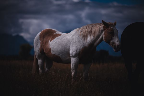 Horse in the Meadow thumbnail