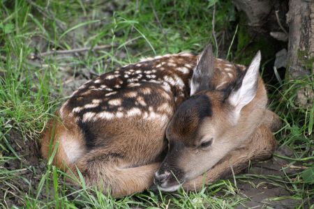 Thanks to Disney, this story is so ubiquitous that 'Bambi' is a common shorthand for 'baby deer.'