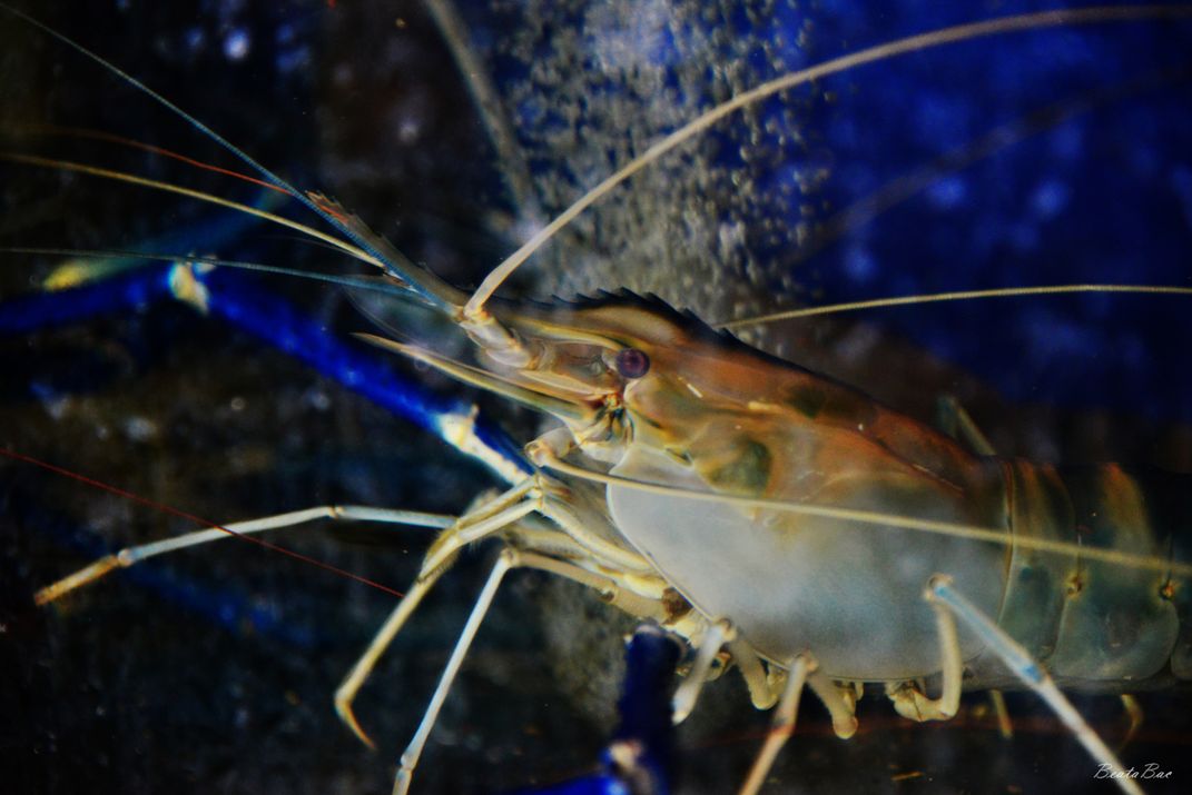 how big are colossal shrimp