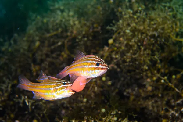 Passing the Eggs thumbnail