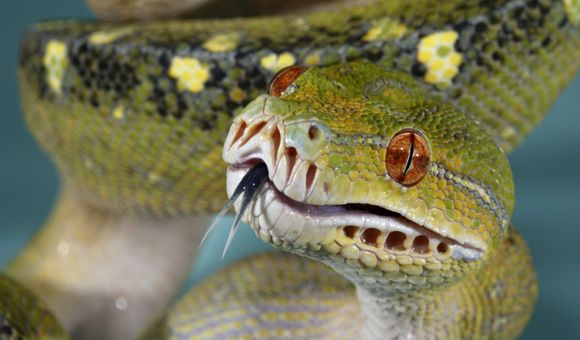 A close-up of a green tree python with orange-red eyes, small scales, a forked tongue and small put organs visible around its mouth