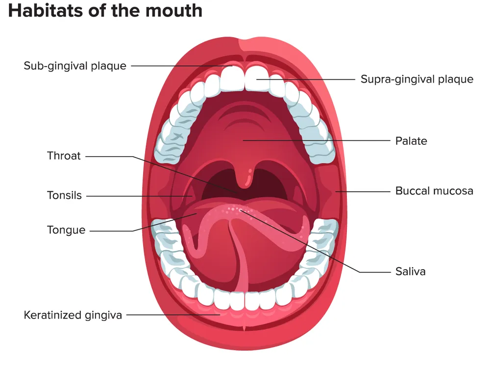 Cigarette Smoking Reduces Healthy Bacteria in the Mouth