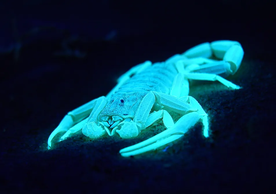 Scorpions are among the animals that fluoresce.