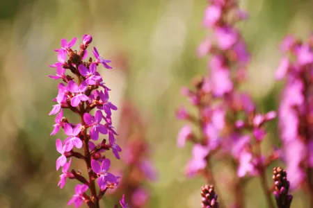 Delicate blossoms might get knocked down, but they get up again.