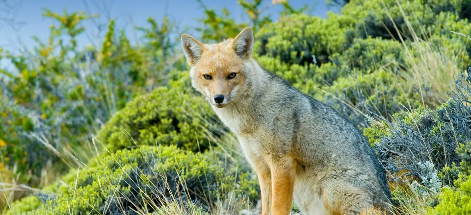  Patagonian Fox 