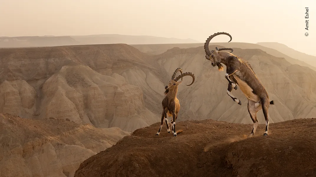 two Nubian ibexes fight on a cliffside; one of them is reared up on its hind legs. A desert canyon is in the background
