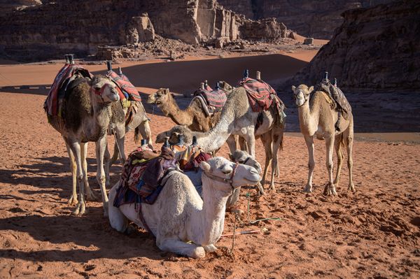 Camels at Wadi Rum desert in Jordan thumbnail