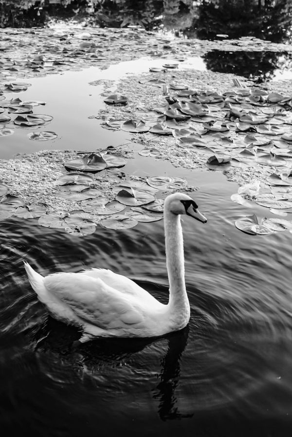 On Swan Pond thumbnail