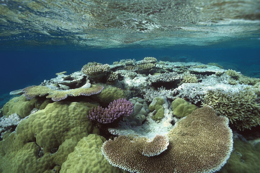 Great Barrier Reef underwater