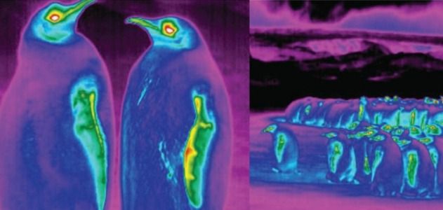 The research drew upon theromgraphic images of the penguins collected in the wild.