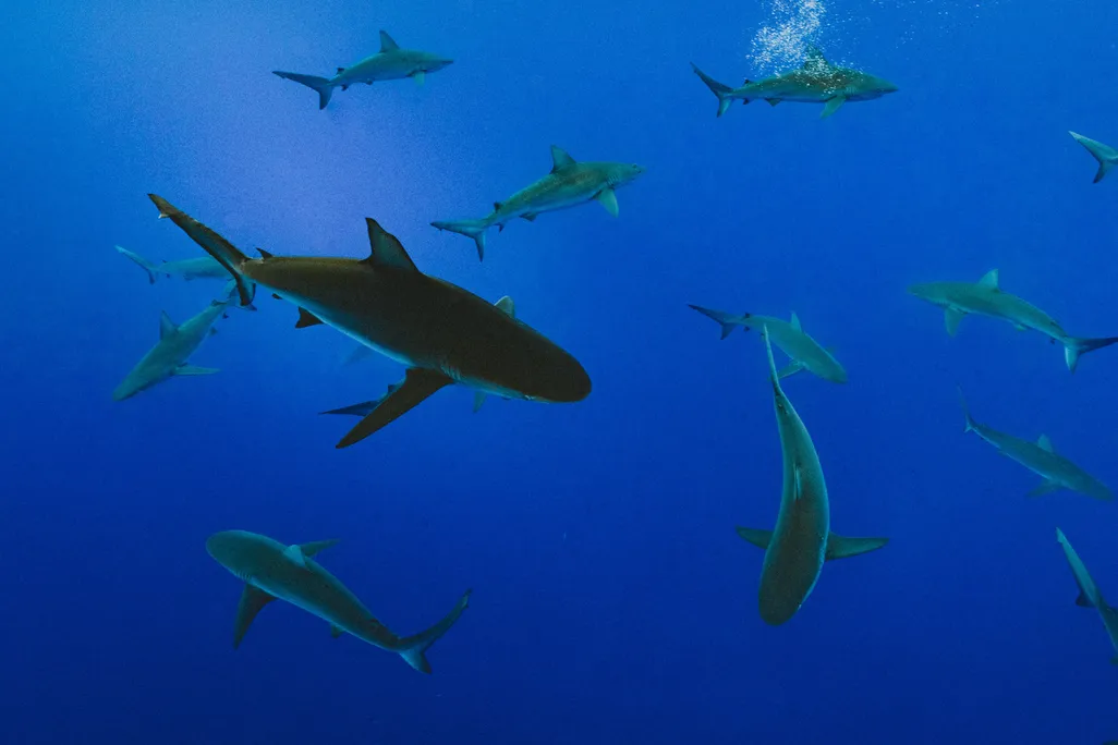 A shiver, or group, of 13 sharks swims in the open ocean. The water is clear and bright blue, and the sharks 