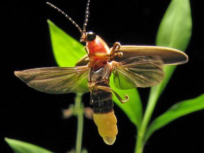 Photinus pyralis, a species of firefly found in the eastern United States