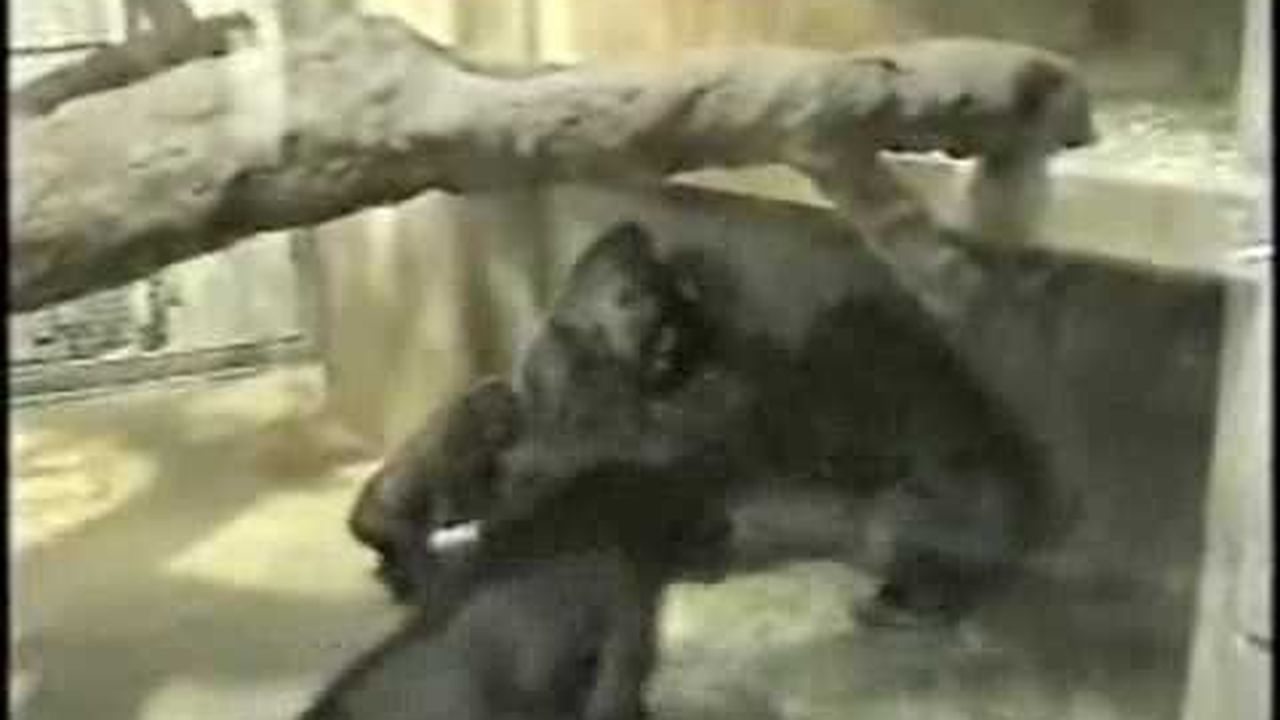 Preview thumbnail for Gorilla Conflict