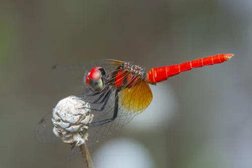 a small, red dragonfly grips onto a plant