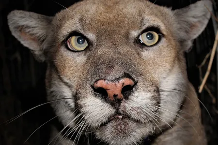 A mountain lion, P-22, known to live in the Los Angeles area