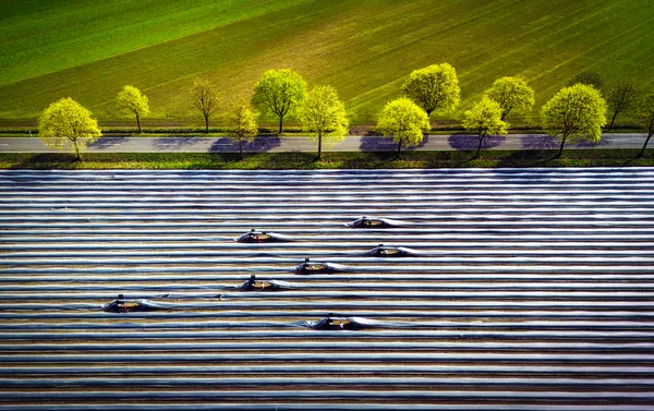 Harvesting asparagus thumbnail