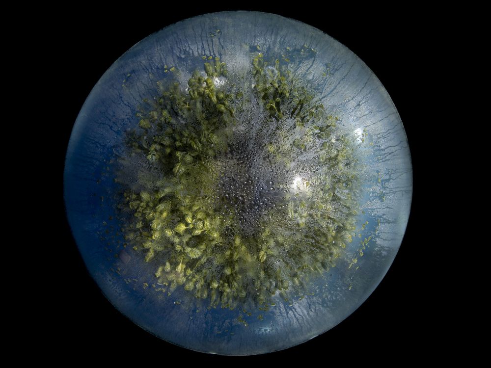 the Eye of Nemo | Smithsonian Photo Contest | Smithsonian Magazine