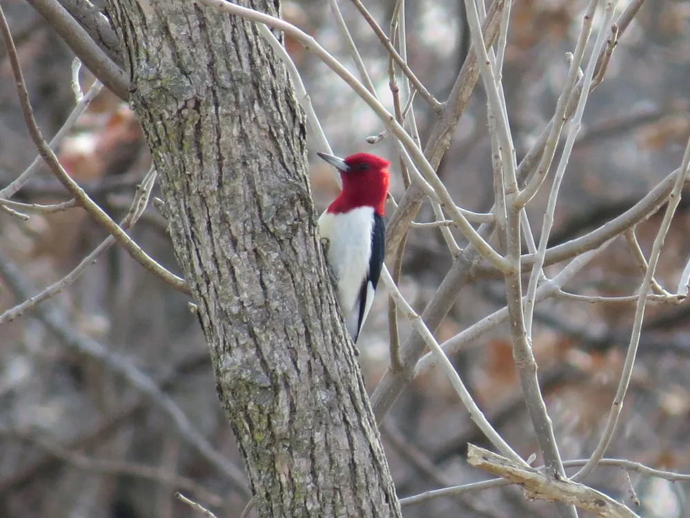 Red-headed woodpecker