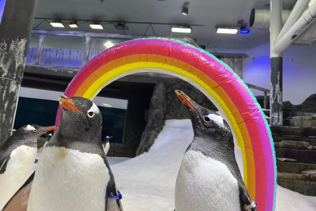 Two penguins in front of an inflatable rainbow