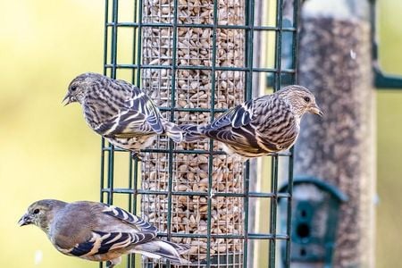 Pine siskins make up over 40 percent of the birds seen by the Bird Rescue Center of Sonoma County in recent weeks.