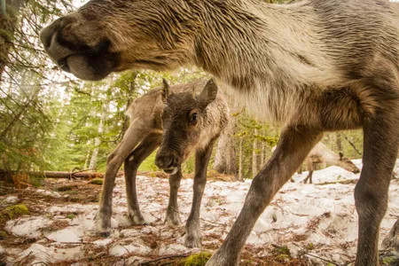 A young caribou gazes out from under an adults head.