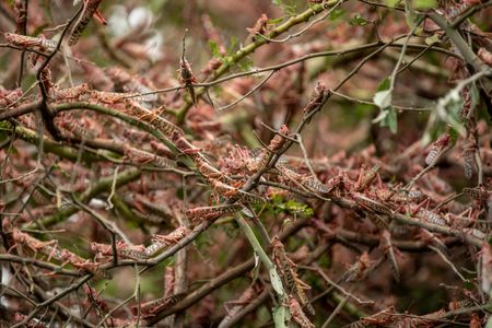 Desert locusts cover branches in Katitika village, Kitui county, in Kenya on Friday, January 24. Kenya hasn't seen locust swarms of this size in 70 years.