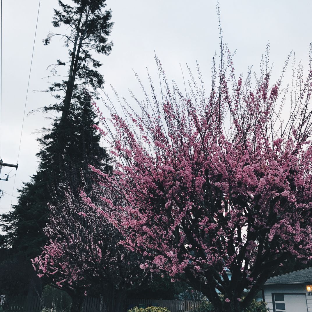 a cherry tree in full blooom Smithsonian Photo Contest Smithsonian
