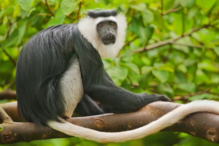 Scientists looked for the black-and-white colubus monkey in protected areas across the Ivory Coast but only found one population of the animals still living in a sacred grove.