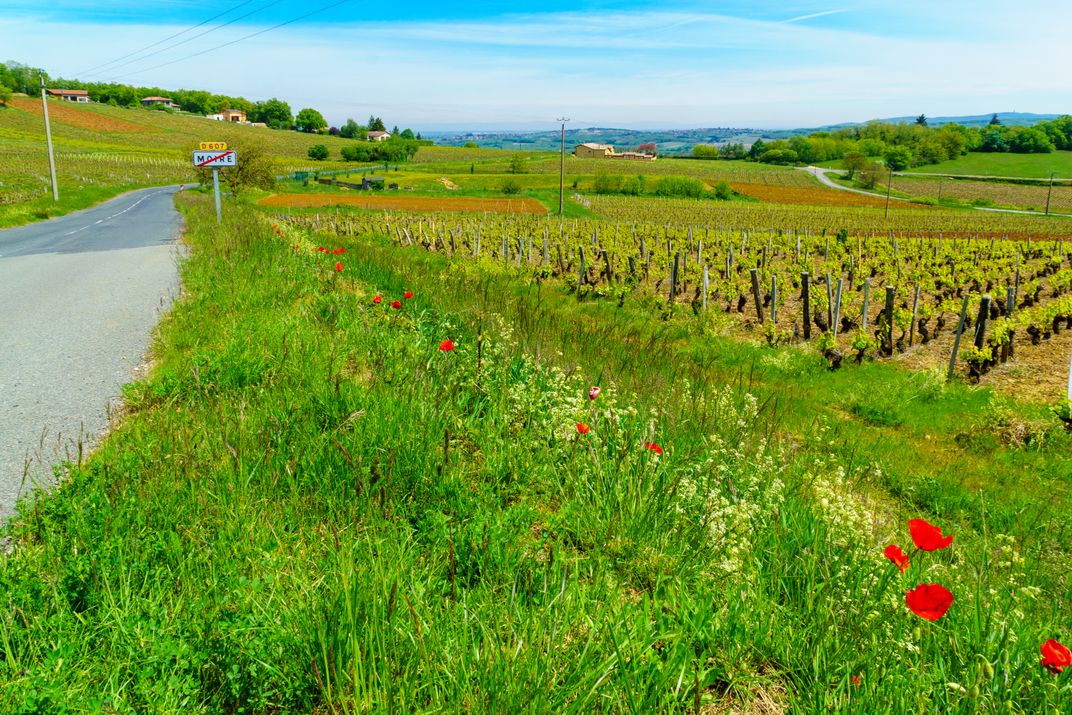 A country road among the Beaujolais vineyards