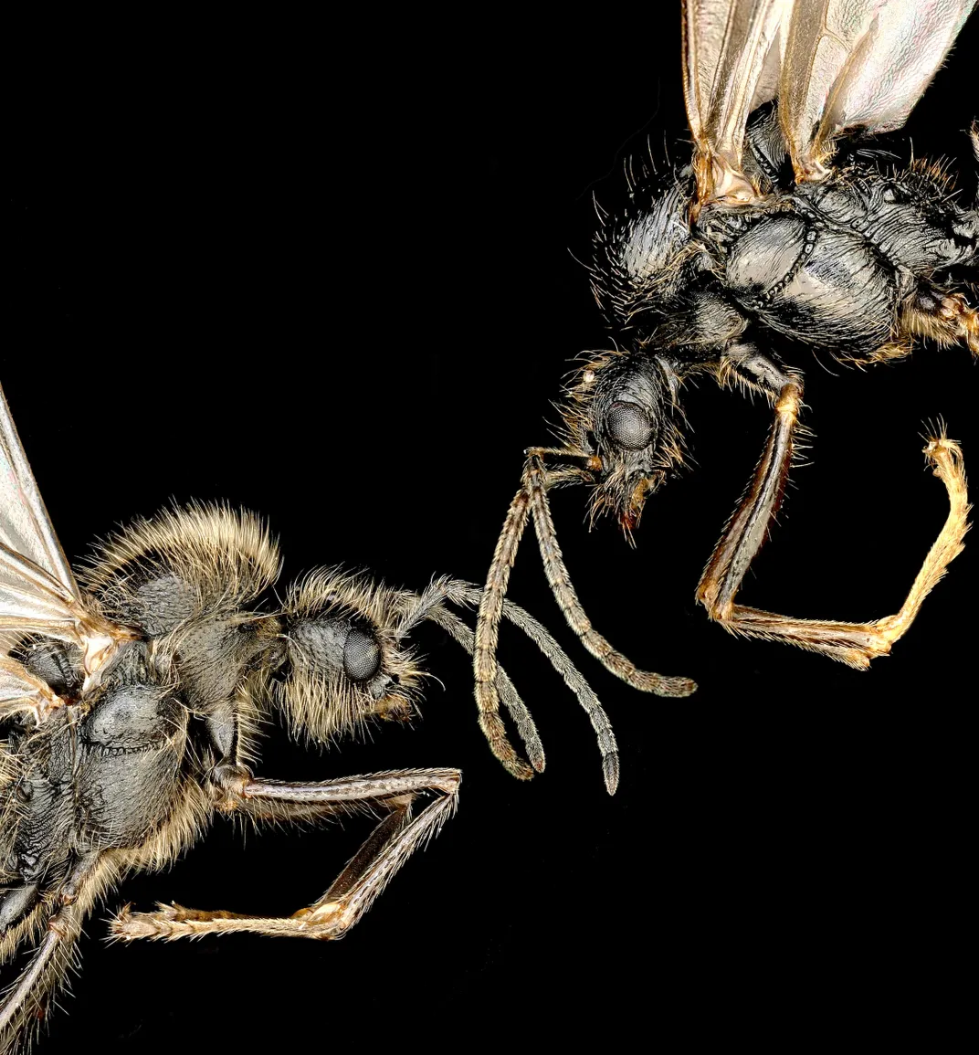 Close-up of ants