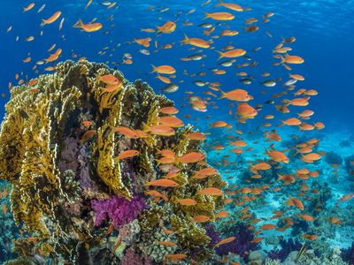 Orange scalefin anthias fish swarm in front of a fire coral in the Red Sea's Ras Mohammed Marine Park, Egypt. (Credit: Alex Mustard, Ocean Image Bank).