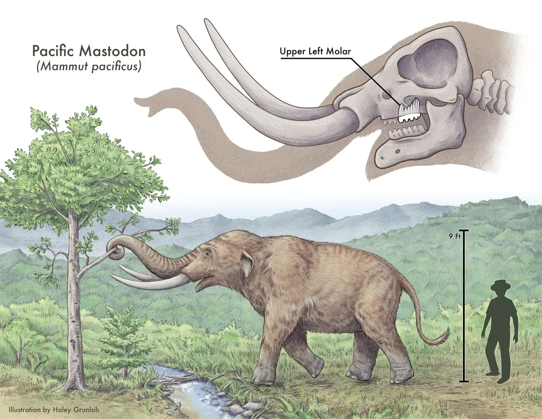 an illustrated diagram outlining features of a mastodon and the molar