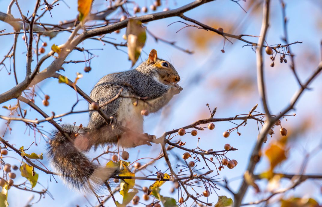 Squirrel at work before the long winter | Smithsonian Photo Contest ...