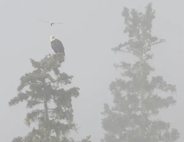 The Bold And The Beautiful thumbnail