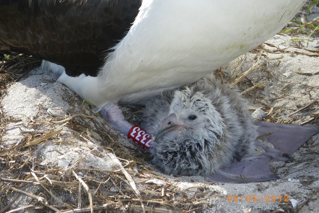 Wisdom the Albatross with the chick she hatched last year.