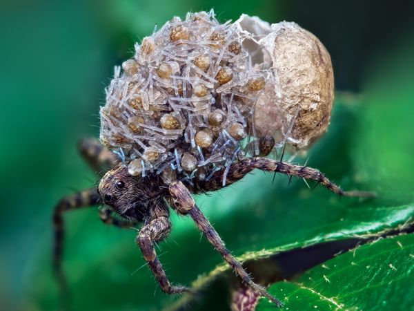 Wolf Spider Guarding the Next Generation thumbnail