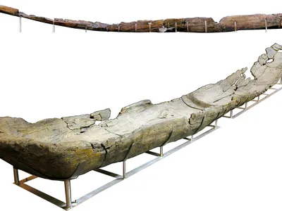 Made from alder wood, this canoe was thought to have been a fishing boat.&nbsp;