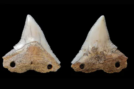 Both sides of a shark tooth from Rio do Meio, an artifact which may have been used as a cutting tool. Archaeologists think it was bound to a wooden shaft by cord, strung through the drilled holes.