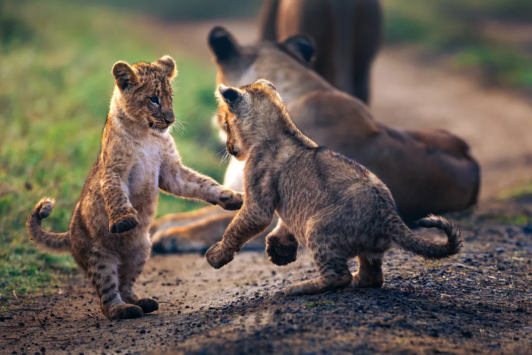 young lions box, pounce and wrestle while the adults rest nearby