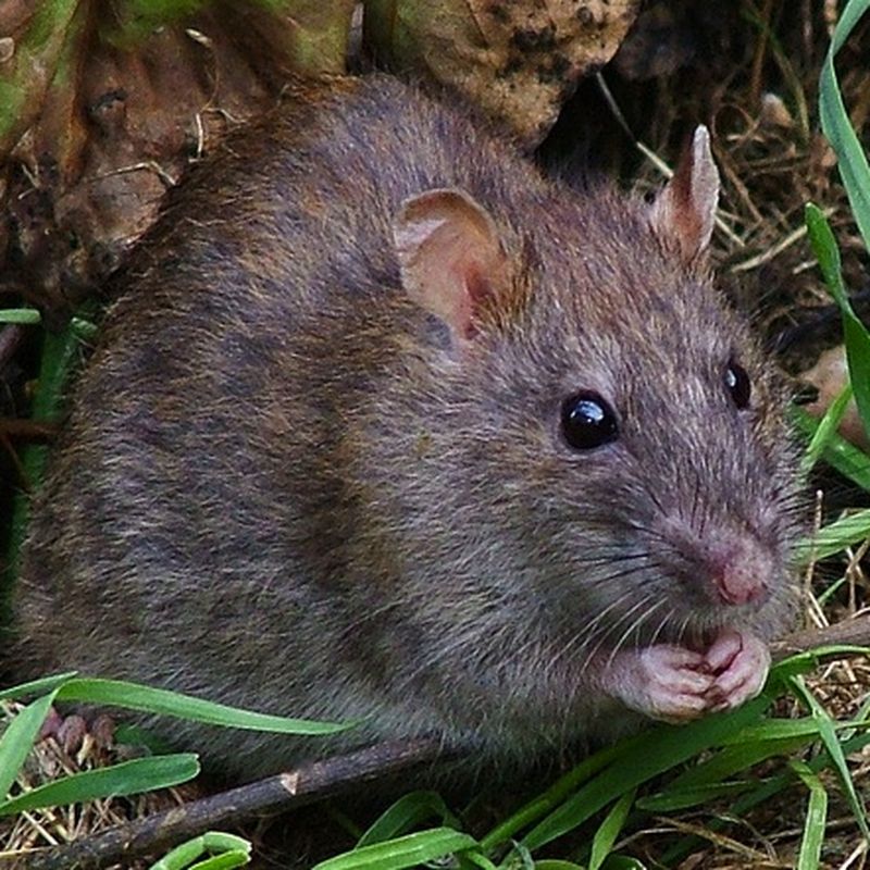 Why Rodents Can't Throw Up, In Case You Were Wondering | Smart