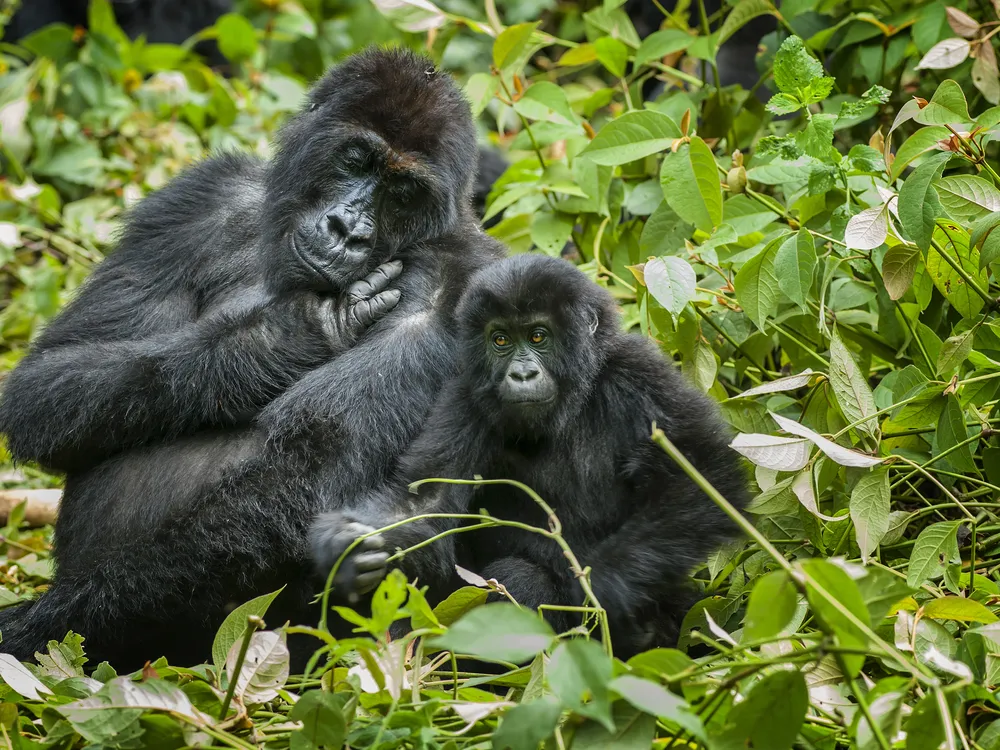 Una madre y un bebé gorila