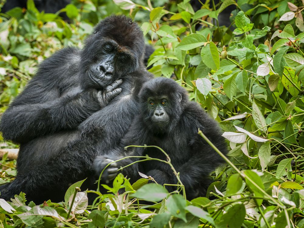 A mother and baby gorilla