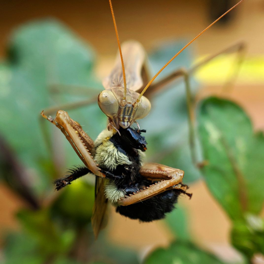 9 - A praying mantis makes a meal out of a bumblebee.