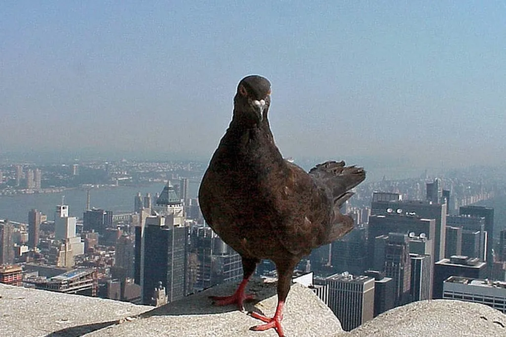pigeon