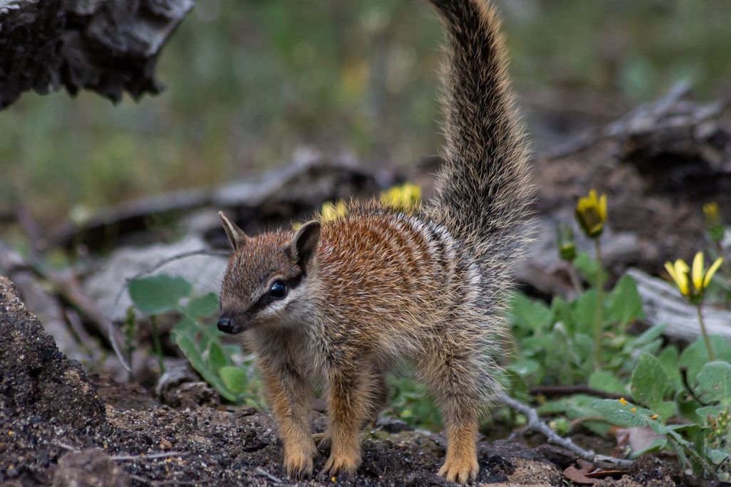 Small striped marsupial on the ground