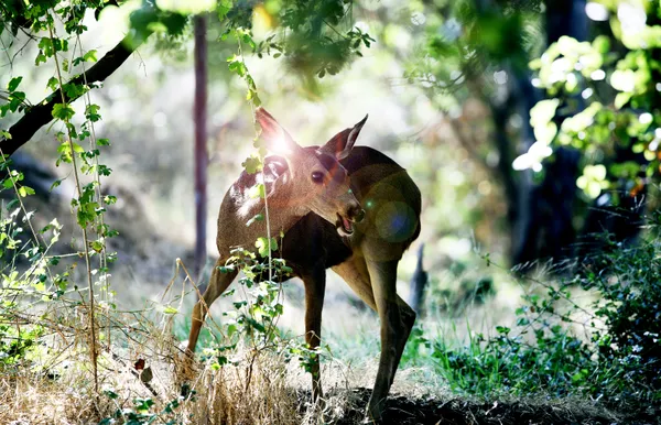 a deer in the forest thumbnail