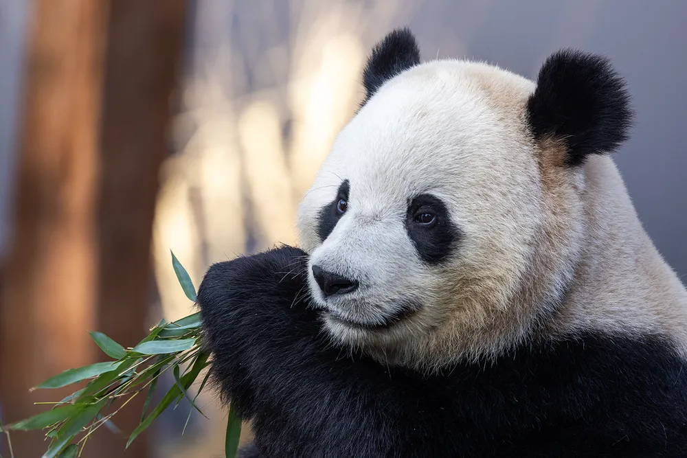 Bao Li eating bamboo on January 4, 2025
