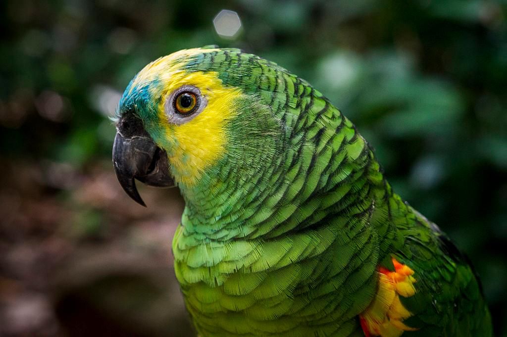 Parrot Genes Reveal Why the Birds Are So Clever, Long-Lived | Smart News|  Smithsonian Magazine