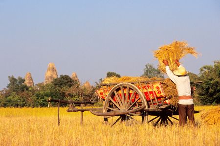 Pre Rup Temple rises in the distance as a worker fills a cart during the rice harvest in Siem Reap Province, Cambodia.