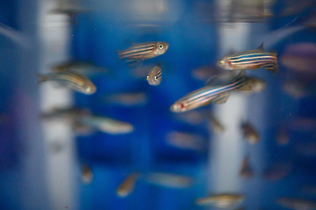 A group of zebrafish swim in a container.